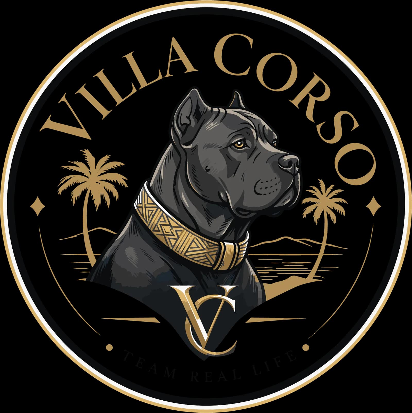 Villa Corso — Élevage Cane Corso — 6